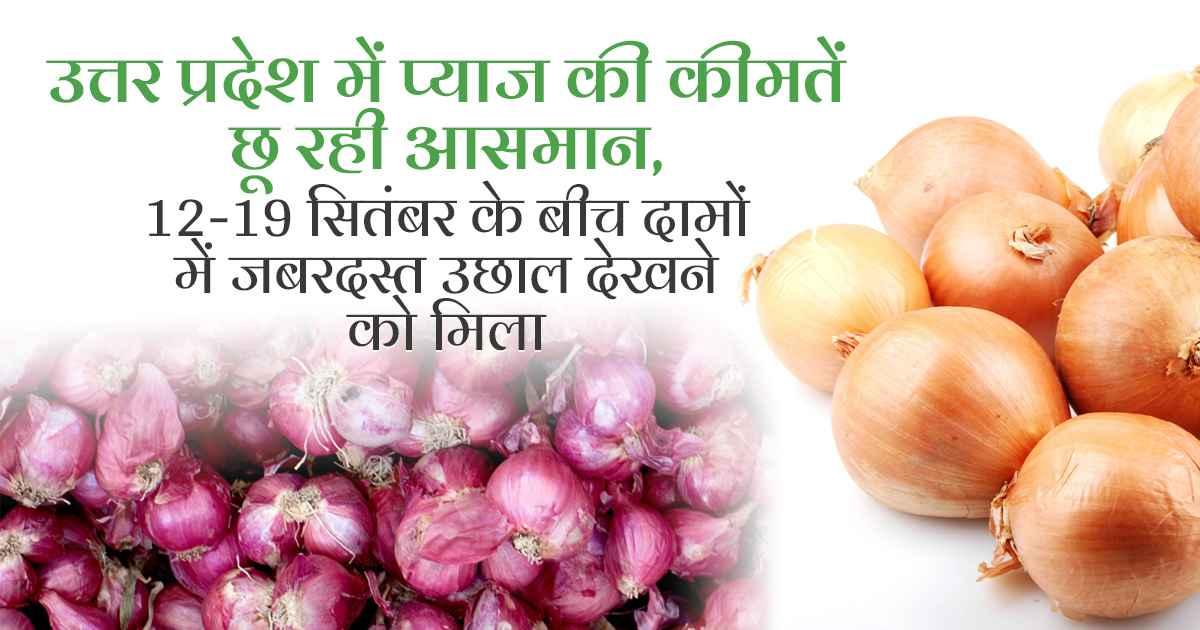 Onion prices